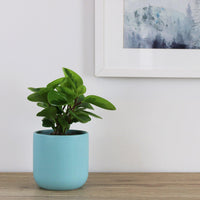Peperomia Obtusifolia - 12cm