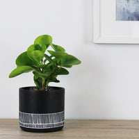 Imala Pot Black - 14cm