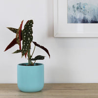 Begonia Maculata - 12cm