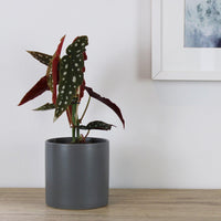 Begonia Maculata - 12cm