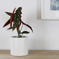 Begonia Maculata - 12cm