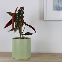 Begonia Maculata - 12cm