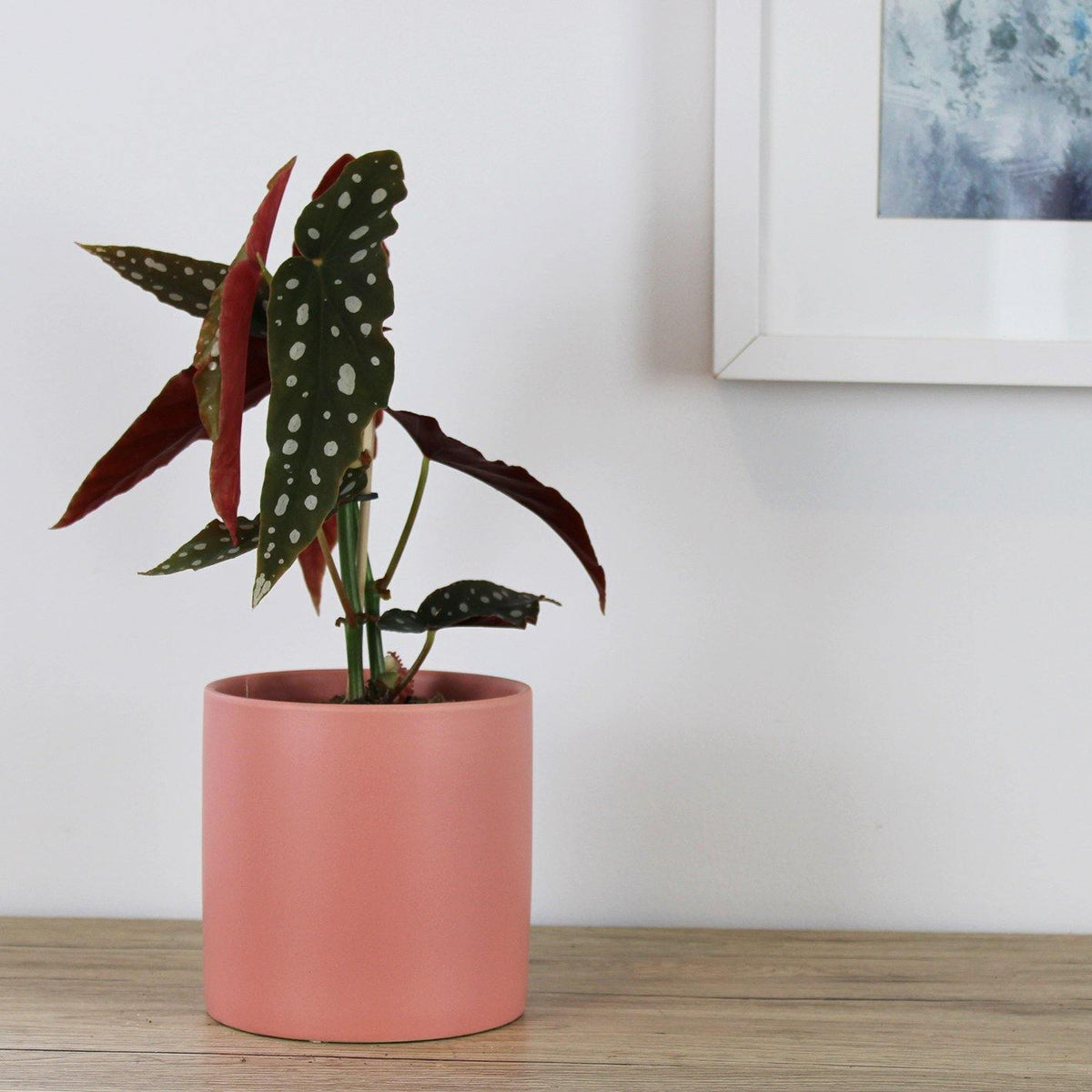 Begonia Maculata - 12cm