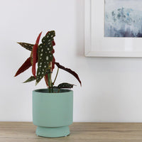 Begonia Maculata - 12cm
