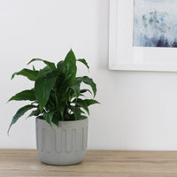Spathiphyllum Wallisii Peace Lily - 13cm