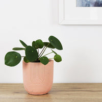 Rainbow Pot Pink - 12cm